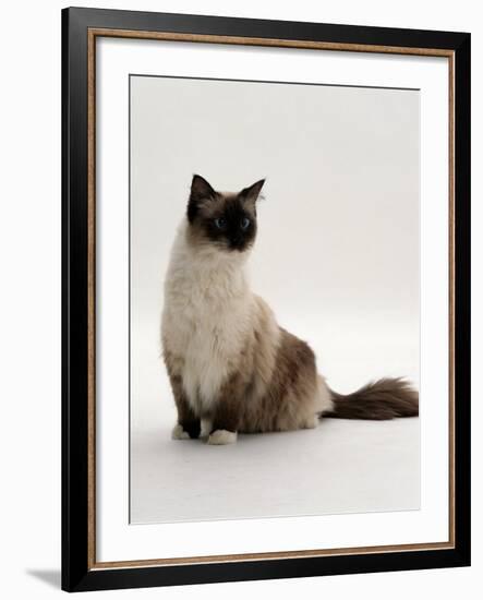 Domestic Cat, Mitted Seal-Point Ragdoll Male-Jane Burton-Framed Photographic Print