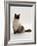 Domestic Cat, Mitted Seal-Point Ragdoll Male-Jane Burton-Framed Photographic Print