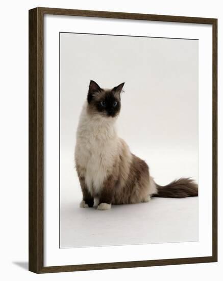 Domestic Cat, Mitted Seal-Point Ragdoll Male-Jane Burton-Framed Photographic Print