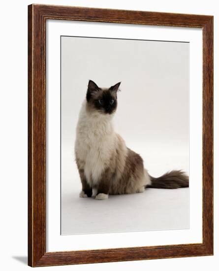 Domestic Cat, Mitted Seal-Point Ragdoll Male-Jane Burton-Framed Photographic Print