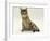 Domestic Cat, Oestrus Female Tabby Rolling, on Heat-Jane Burton-Framed Photographic Print