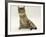 Domestic Cat, Oestrus Female Tabby Rolling, on Heat-Jane Burton-Framed Photographic Print