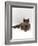 Domestic Cat, One-Year Blue Siamese Burmese Cross-Jane Burton-Framed Photographic Print