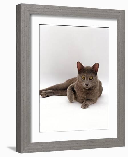 Domestic Cat, One-Year Blue Siamese Burmese Cross-Jane Burton-Framed Photographic Print