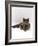 Domestic Cat, One-Year Blue Siamese Burmese Cross-Jane Burton-Framed Photographic Print