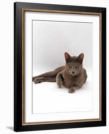 Domestic Cat, One-Year Blue Siamese Burmese Cross-Jane Burton-Framed Photographic Print