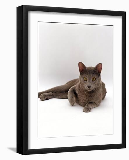 Domestic Cat, One-Year Blue Siamese Burmese Cross-Jane Burton-Framed Photographic Print