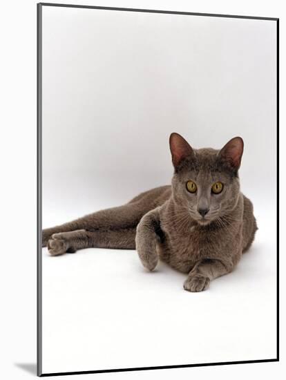 Domestic Cat, One-Year Blue Siamese Burmese Cross-Jane Burton-Mounted Photographic Print