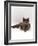 Domestic Cat, One-Year Blue Siamese Burmese Cross-Jane Burton-Framed Photographic Print