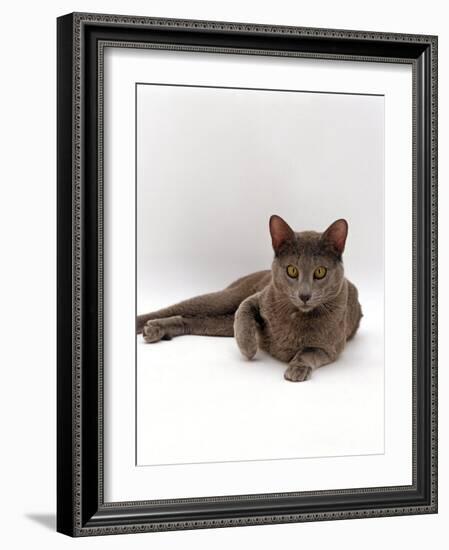 Domestic Cat, One-Year Blue Siamese Burmese Cross-Jane Burton-Framed Photographic Print