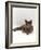 Domestic Cat, One-Year Blue Siamese Burmese Cross-Jane Burton-Framed Photographic Print