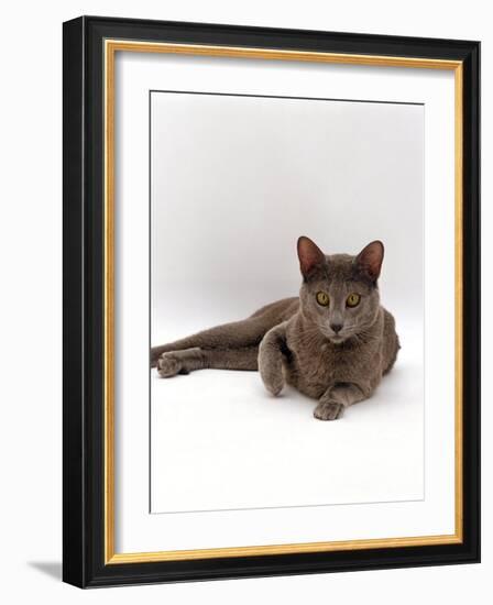 Domestic Cat, One-Year Blue Siamese Burmese Cross-Jane Burton-Framed Photographic Print