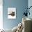 Domestic Cat, One-Year Blue Siamese Burmese Cross-Jane Burton-Photographic Print displayed on a wall