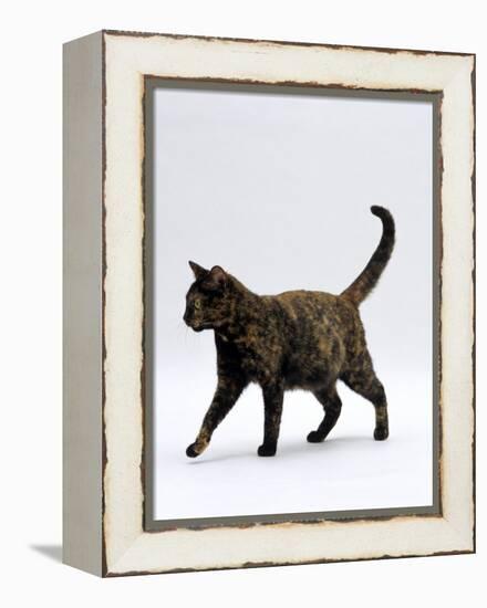 Domestic Cat, One-Year Dark Tortoiseshell Shorthair Cat-Jane Burton-Framed Premier Image Canvas