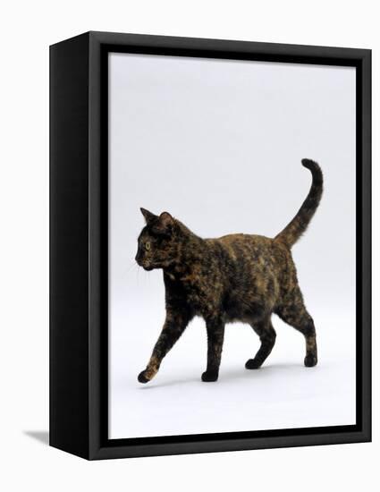 Domestic Cat, One-Year Dark Tortoiseshell Shorthair Cat-Jane Burton-Framed Premier Image Canvas