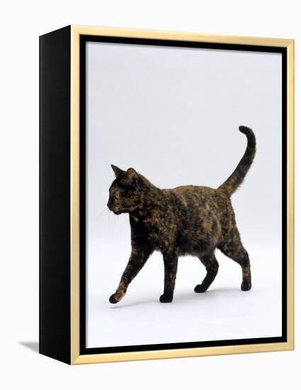 Domestic Cat, One-Year Dark Tortoiseshell Shorthair Cat-Jane Burton-Framed Premier Image Canvas