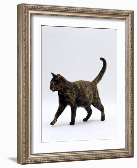 Domestic Cat, One-Year Dark Tortoiseshell Shorthair Cat-Jane Burton-Framed Photographic Print