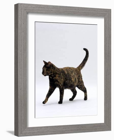 Domestic Cat, One-Year Dark Tortoiseshell Shorthair Cat-Jane Burton-Framed Photographic Print