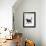 Domestic Cat, One-Year Dark Tortoiseshell Shorthair Cat-Jane Burton-Framed Photographic Print displayed on a wall