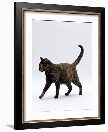 Domestic Cat, One-Year Dark Tortoiseshell Shorthair Cat-Jane Burton-Framed Photographic Print