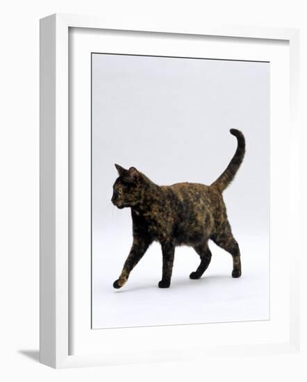 Domestic Cat, One-Year Dark Tortoiseshell Shorthair Cat-Jane Burton-Framed Photographic Print