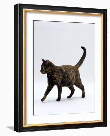 Domestic Cat, One-Year Dark Tortoiseshell Shorthair Cat-Jane Burton-Framed Photographic Print