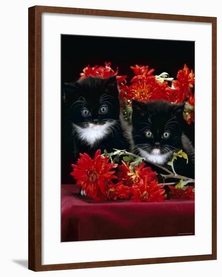 Domestic Cat, Persian-Cross Kittens with Chrysanthemums-Jane Burton-Framed Photographic Print