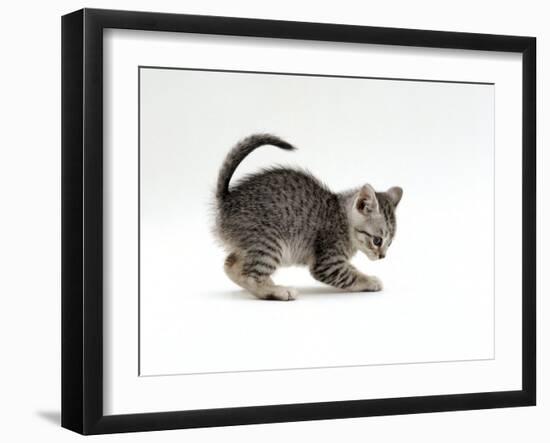 Domestic Cat, Playful 7-Week Silver Spotted Kitten-Jane Burton-Framed Photographic Print