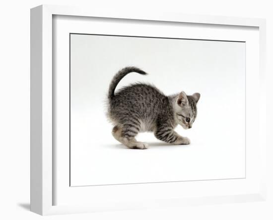 Domestic Cat, Playful 7-Week Silver Spotted Kitten-Jane Burton-Framed Photographic Print