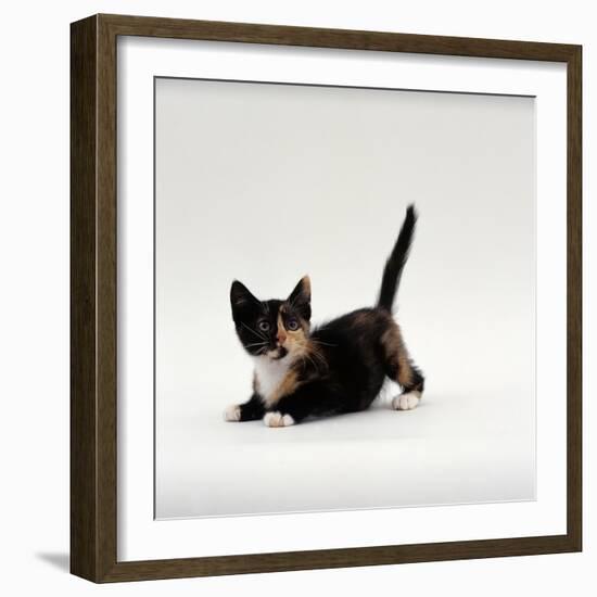 Domestic Cat, Playful Tortoiseshell Kitten-Jane Burton-Framed Photographic Print