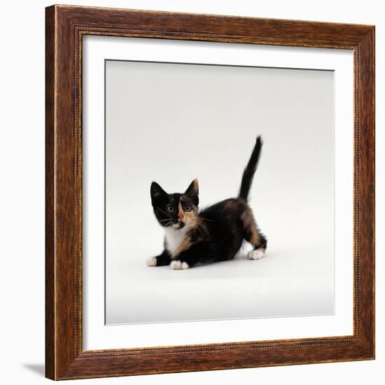 Domestic Cat, Playful Tortoiseshell Kitten-Jane Burton-Framed Photographic Print