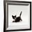 Domestic Cat, Playful Tortoiseshell Kitten-Jane Burton-Framed Photographic Print