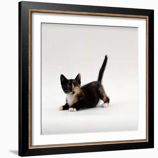 Domestic Cat, Playful Tortoiseshell Kitten-Jane Burton-Framed Photographic Print