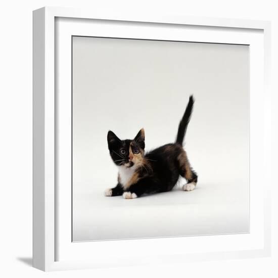 Domestic Cat, Playful Tortoiseshell Kitten-Jane Burton-Framed Photographic Print