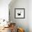 Domestic Cat, Playful Tortoiseshell Kitten-Jane Burton-Framed Photographic Print displayed on a wall