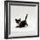 Domestic Cat, Playful Tortoiseshell Kitten-Jane Burton-Framed Photographic Print