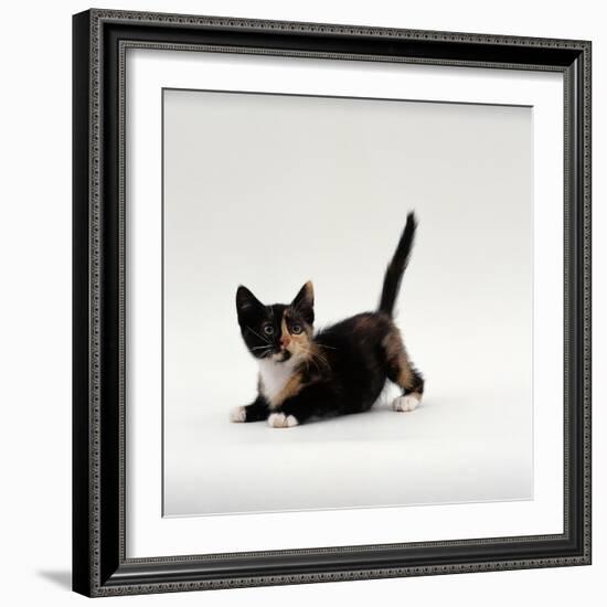 Domestic Cat, Playful Tortoiseshell Kitten-Jane Burton-Framed Photographic Print