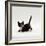 Domestic Cat, Playful Tortoiseshell Kitten-Jane Burton-Framed Photographic Print