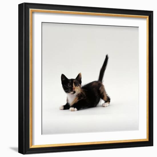 Domestic Cat, Playful Tortoiseshell Kitten-Jane Burton-Framed Photographic Print