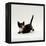 Domestic Cat, Playful Tortoiseshell Kitten-Jane Burton-Framed Premier Image Canvas