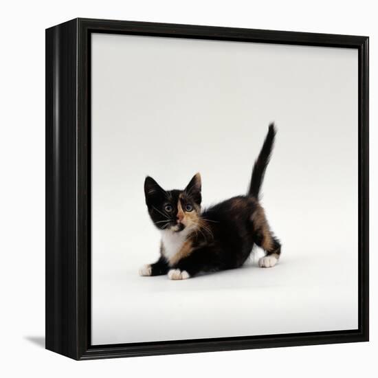 Domestic Cat, Playful Tortoiseshell Kitten-Jane Burton-Framed Premier Image Canvas
