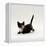 Domestic Cat, Playful Tortoiseshell Kitten-Jane Burton-Framed Premier Image Canvas