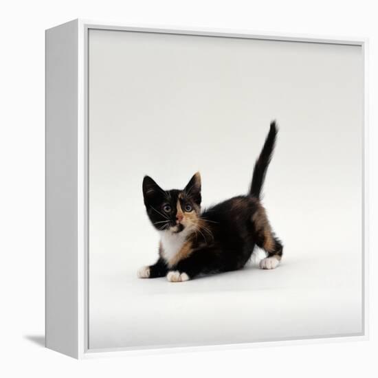 Domestic Cat, Playful Tortoiseshell Kitten-Jane Burton-Framed Premier Image Canvas