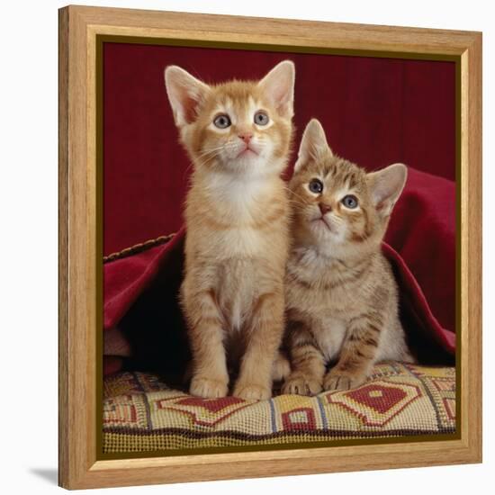 Domestic Cat, Portrait of Ginger and Spotted-Tabby Kittens Under Red Velours Curtain-Jane Burton-Framed Premier Image Canvas