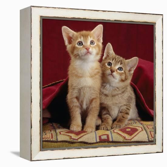 Domestic Cat, Portrait of Ginger and Spotted-Tabby Kittens Under Red Velours Curtain-Jane Burton-Framed Premier Image Canvas