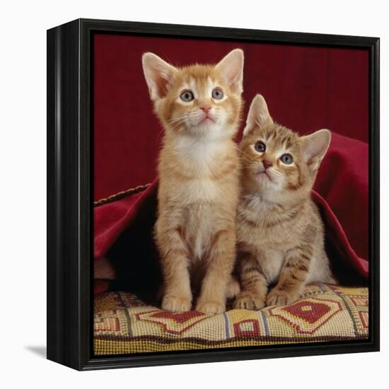 Domestic Cat, Portrait of Ginger and Spotted-Tabby Kittens Under Red Velours Curtain-Jane Burton-Framed Premier Image Canvas