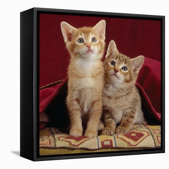 Domestic Cat, Portrait of Ginger and Spotted-Tabby Kittens Under Red Velours Curtain-Jane Burton-Framed Premier Image Canvas