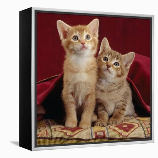 Domestic Cat, Portrait of Ginger and Spotted-Tabby Kittens Under Red Velours Curtain-Jane Burton-Framed Premier Image Canvas