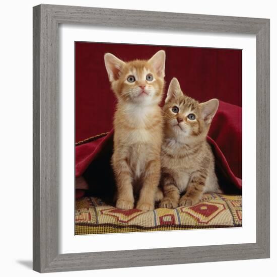 Domestic Cat, Portrait of Ginger and Spotted-Tabby Kittens Under Red Velours Curtain-Jane Burton-Framed Photographic Print