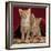 Domestic Cat, Portrait of Ginger and Spotted-Tabby Kittens Under Red Velours Curtain-Jane Burton-Framed Photographic Print